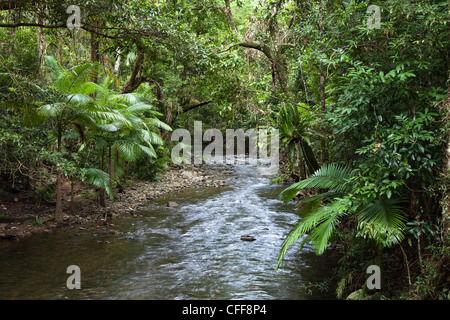 Oliver Creek en forêt tropicale, parc national de Daintree, Queensland du Nord, Australie Banque D'Images