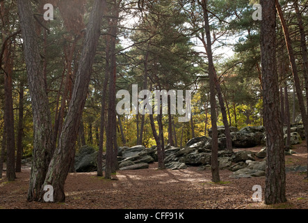 Le soleil brille à travers une forêt de pins scène brun des troncs avec bouldering rochers éparpillés autour de la feuille couverts. Banque D'Images