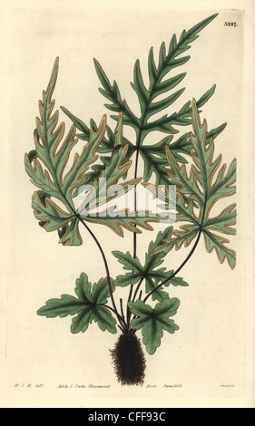 Pédatiséqué frein à feuilles de fougère Pteris pedata ou Doryopteris pedata. Banque D'Images