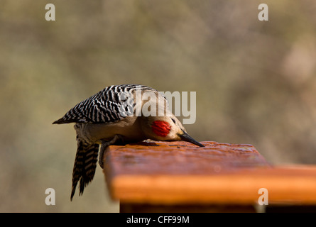 Gila Woodpecker Melanerpes mâle, uropygialis, boire de l'eau baisse. Arizona, USA. Banque D'Images