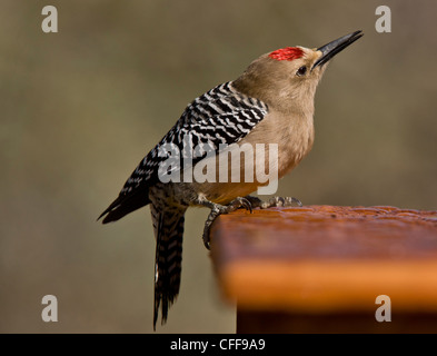 Gila Woodpecker Melanerpes mâle, uropygialis. Arizona, USA. Banque D'Images