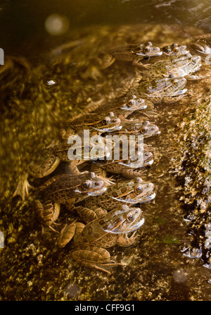 Les grenouilles léopards de plaine, Lithobates yavapaiensis, alignées dans stream pour attraper une proie. Désert de Sonora. Arizona, USA Banque D'Images