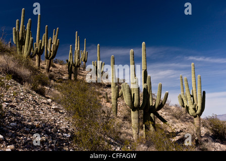 Saguaro, cactus géants, Carnegiea gigantea en Arizona, États-Unis Banque D'Images