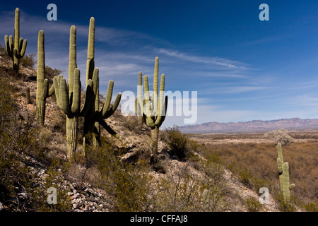 Saguaro, cactus géants, Carnegiea gigantea en Arizona, États-Unis Banque D'Images