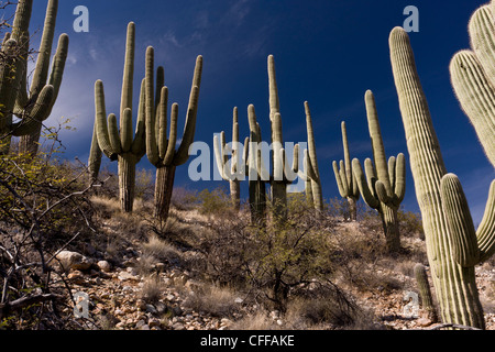 Saguaro, cactus géants, Carnegiea gigantea en Arizona, États-Unis Banque D'Images