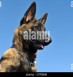 Chiot Berger Belge Malinois Sur Un Ciel Bleu Photo Stock Alamy