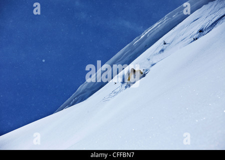 Un skieur sportif frais rip tourne en poudre dans l'arrière-pays pour une journée ensoleillée en Californie. Banque D'Images