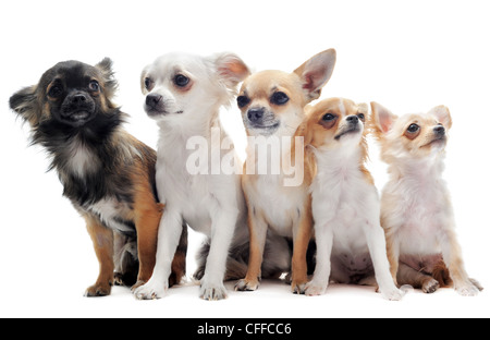 Groupe de chihuahua in front of white background Banque D'Images