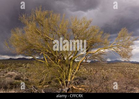 Palo Verde, jaune ou Foothill Palo Verde, Parkinsonia microphylla, ( = Cercidium microphyllum) arbre, désert de Mojave, Arizona, USA Banque D'Images