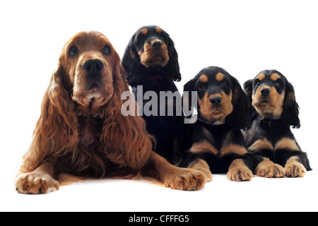 Portrait d'une famille de cocker anglais dans un studio Banque D'Images