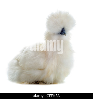 Un petit silkie bantam sur fond blanc Banque D'Images