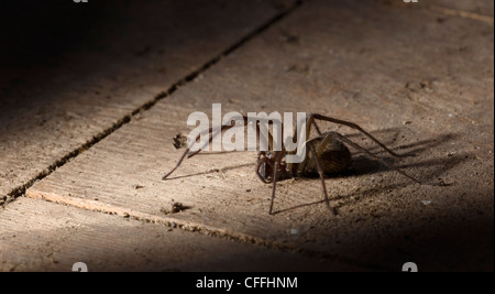 Araignée des maisons dans la remise de jardin Banque D'Images