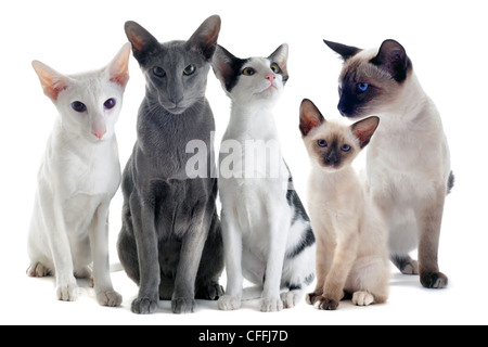 Portrait de trois chats orientaux et deux chats siamois in front of white background Banque D'Images