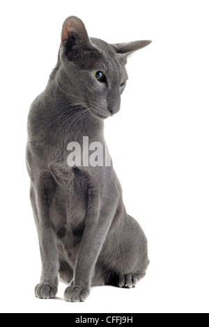 Portrait d'un oriental gris cat in front of white background Banque D'Images