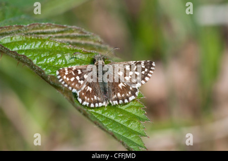 Skipper grisonnants, papillons Pyrgus malvae, perché sur bramble leaf avec des ailes ouvertes, South Downs, Sussex, UK Banque D'Images