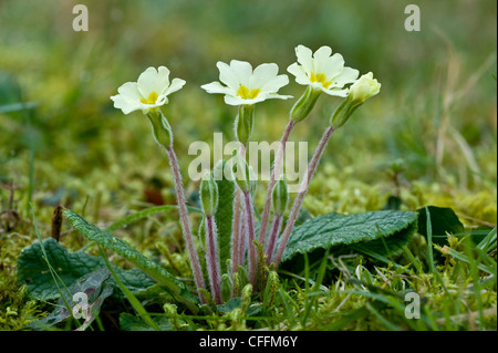 Au début du printemps, primevères, Primula vulgaris, la floraison en mars. Exmoor. Banque D'Images