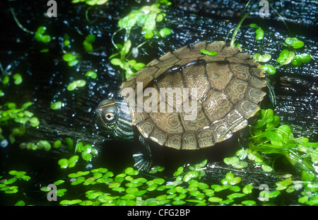 Le Mississippi, la tortue géographique Graptemys kohni, Amérique du Nord, les jeunes Banque D'Images