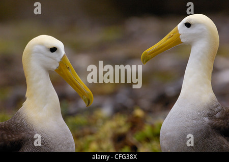 Comportements de l'albatros des Galapagos, Punto Cevallos, Espanola (Hood) Island, îles Galapagos, Equateur, Amérique du Sud. Banque D'Images