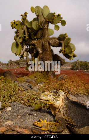 Géant et iguane terrestre des Cactus (Opuntia echios) sur l'île South Plaza, îles Galapagos, Equateur, Amérique du Sud. Banque D'Images