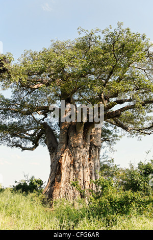 Boabab africain ( Adansona digitata arbre ), Kruger National Park, Afrique du Sud Banque D'Images