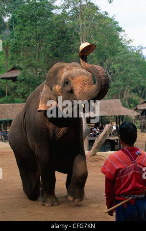 La Thaïlande, Chiang Mai, Mae Sa Elephant Camp, Elephant Show Banque D'Images