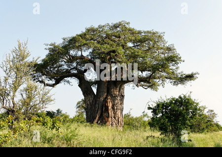 Boabab africain ( Adansona digitata arbre ), Kruger National Park, Afrique du Sud Banque D'Images