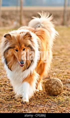 La vrai-produites collie with ball Banque D'Images