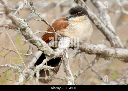 Un Coucal de Burchell assis dans un arbre (Centropus burchellii) Banque D'Images