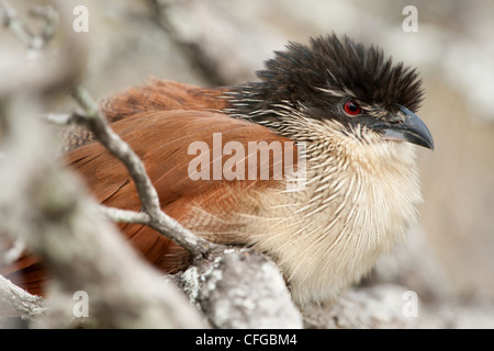 Un Coucal de Burchell assis dans un arbre (Centropus burchellii) Banque D'Images