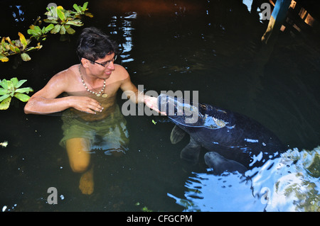 Avec un gardien animal Trichechus inunguis lamantin Amazonien,. Banque D'Images