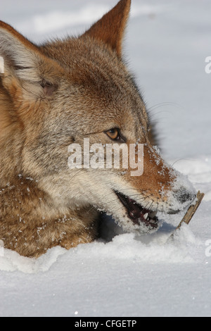 Le coyote chasse en neige avec Colin de proie en Ohio Banque D'Images