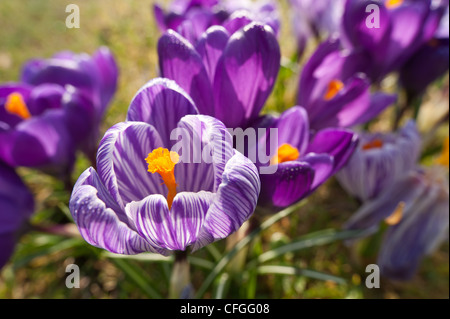 Crocus mauve et lilas forme néerlandaise l'ouverture entre les averses sur une première journée de printemps avec des personnalités et des étamines anthères Banque D'Images