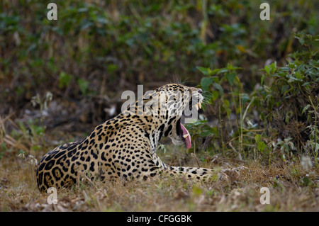 Jaguar - hommes près de Porto Joffre, Pantanal, Mato Grosso do Sul, Brésil Province Banque D'Images