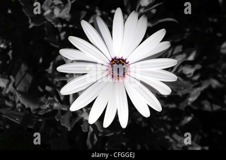 Osteospermum violet blanc avec centre sur un fond monochrome, Andalousie, Espagne, Europe de l'Ouest. Banque D'Images