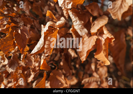 Close up de feuilles de hêtre au cours de l'hiver au printemps prêt à être remplacées par de nouvelles feuilles Banque D'Images