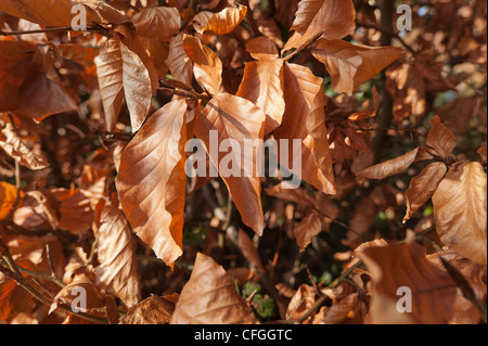 Close up de feuilles de hêtre au cours de l'hiver au printemps prêt à être remplacées par de nouvelles feuilles Banque D'Images