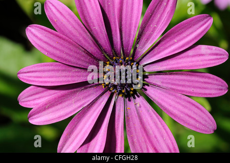 Osteospermum violet pourpre avec un centre d'arrière-plan de feuilles, Andalousie, Espagne, Europe de l'Ouest. Banque D'Images