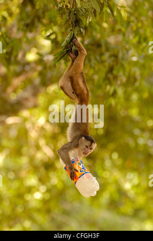 Singe capucin à front blanc avec des aliments 'Personnes', Puerto Misahualli, forêt amazonienne, en Equateur Banque D'Images