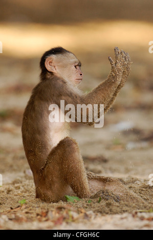 Singe capucin à front blanc jouant sur la plage, Puerto Misahualli, forêt amazonienne, en Equateur. Banque D'Images