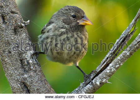 Portrait d'un jeune médium sol Finch. Banque D'Images