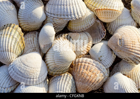 coquillages de mer Banque D'Images