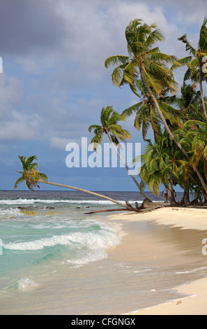 Palmiers sur la plage, Filitheyo island, Maldives Banque D'Images