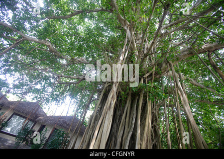 Grand arbre banyan à Biyadhoo Island, Maldives Banque D'Images