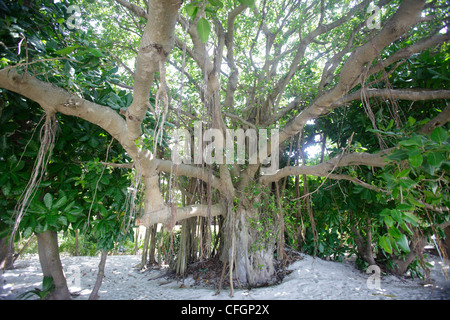 Grand arbre banyan à Biyadhoo Island, Maldives Banque D'Images