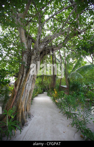 Grand arbre banyan à Biyadhoo Island, Maldives Banque D'Images