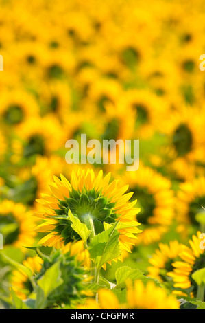 Champ de tournesols Banque D'Images