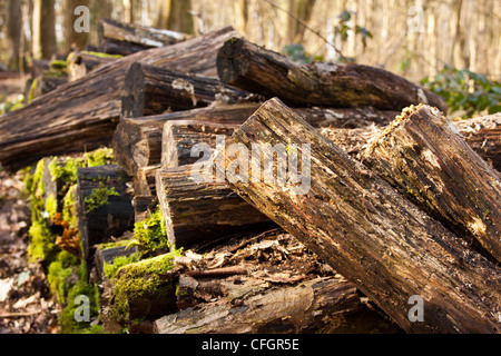 Pile de billots pourrissent en décomposition et couverts de mousse donner nourrir et abriter de bestioles. Banque D'Images
