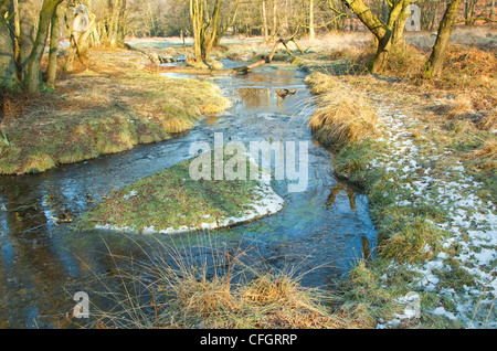 Les fortes gelées au milieu de l'hiver, la vallée de Sherbrook, Cannock Chase Country Park AONB (région de beauté naturelle exceptionnelle) Banque D'Images