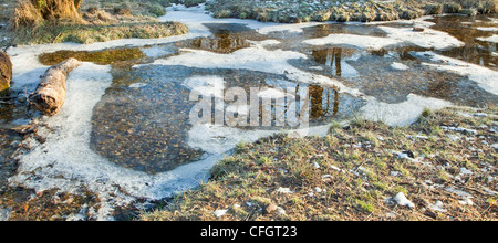 Sher Brook gèle en plein hiver, vallée de Sherbrook, Cannock Chase Country Park AONB (région de beauté naturelle exceptionnelle) dans Banque D'Images