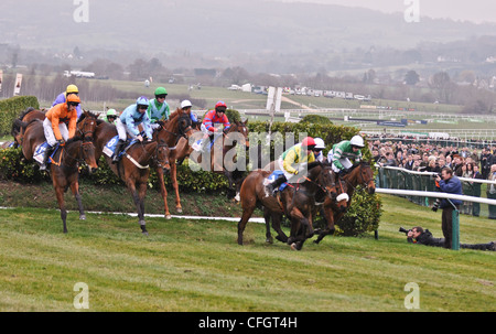 Le Roi Balthazar (IRE) avant de gagner le Glenfarclas Handicap Chase dans lequel deux chevaux sont morts le premier jour de la Cheltenham Gold Cup Banque D'Images